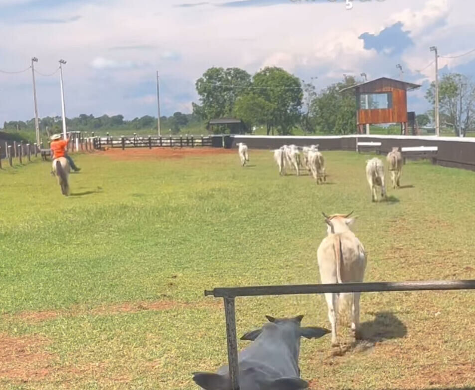 Imagem de compartilhamento para o artigo Primeira Etapa do Circuito Norte de Laço Comprido será realizada neste fim de semana na Fazenda Bruno, em Figueirão, na Rodovia MS-436 da MS Todo dia